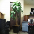 Artificial Dracaena Silk Tree Plant with Square Planter